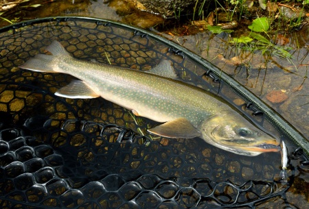 Воблер Shimano Diverise 55F 004 Monster Switch